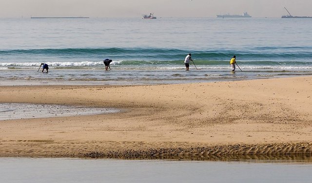 Archivo - Recogida de coquina. 