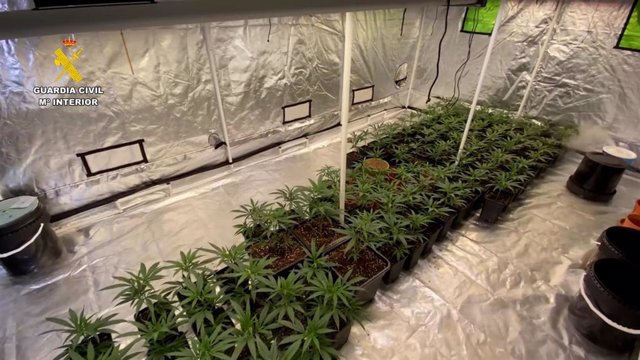 Dos detenidos y desmantelada una plantación de marihuana indoor en Benissa con más de 760 plantas