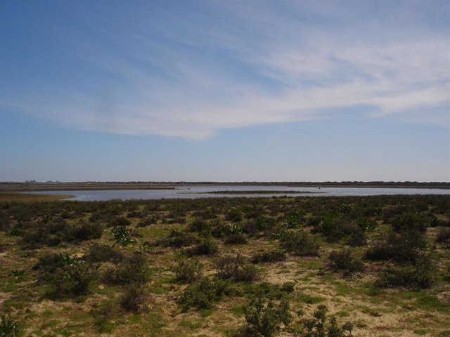 Archivo - Imagen de archivo del Parque Nacional de Doñana.