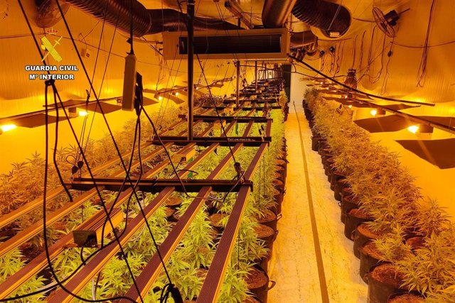 Planta de marihuana localizadas por la Guardia Civil en la Operación COVEIZAR en Cadrete