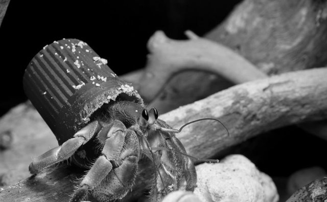 Un cangrejo ermitaño en un caparazón "artificial".