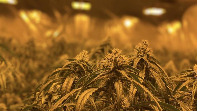 Tres detenidos por cultivar más de 900 plantas de marihuana en una vivienda en Elche