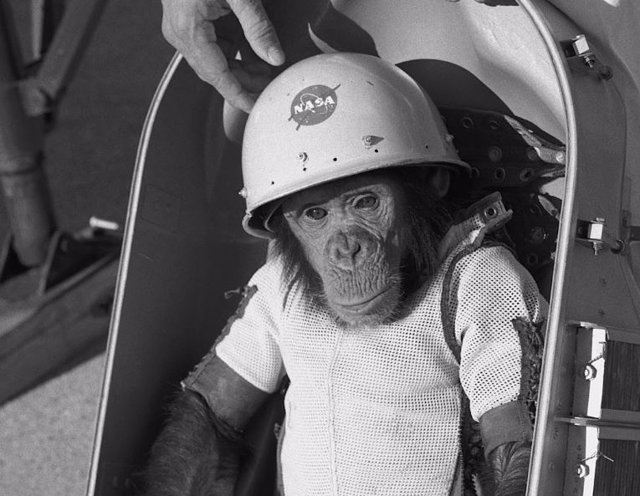 Chimpancé Ham durante su entrenamiento para volar al espacio