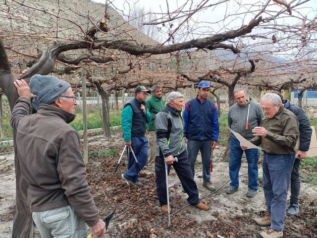 Veteranos parraleros actúan para adecentar una finca con variedades históricas en Terque (Almería).