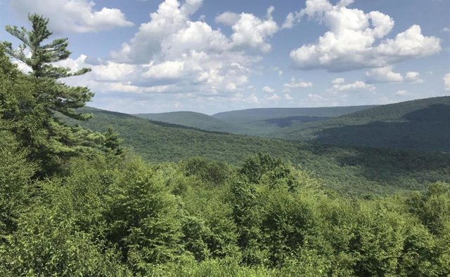 Con un análisis de un conjunto de datos global de tejido de árboles, un equipo demostró que la tasa de fotorrespiración en los árboles es hasta dos veces mayor en climas más cálidos, especialmente cuando el agua es limitada