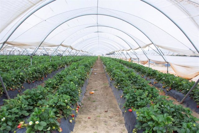 Archivo - Invernadero de fresas en el entorno de Doñana.