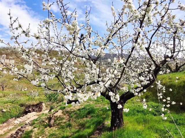Un cerezo en flor en el valle del Jerte en una foto de archivo. 
