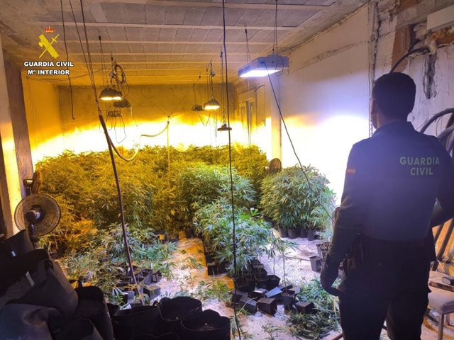 Desmantelada una plantación de marihuana con más de 900 plantas en una vivienda en obras en Altea