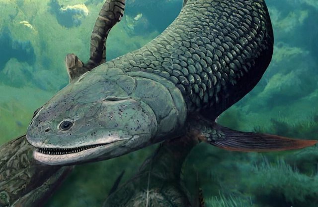 Reconstrucción de la vida de Harajicadectes zhumini, un pez con aletas lobuladas de 40 cm de largo que no está muy relacionado con los peces que dieron lugar a los primeros tetrápodos con extremidades.