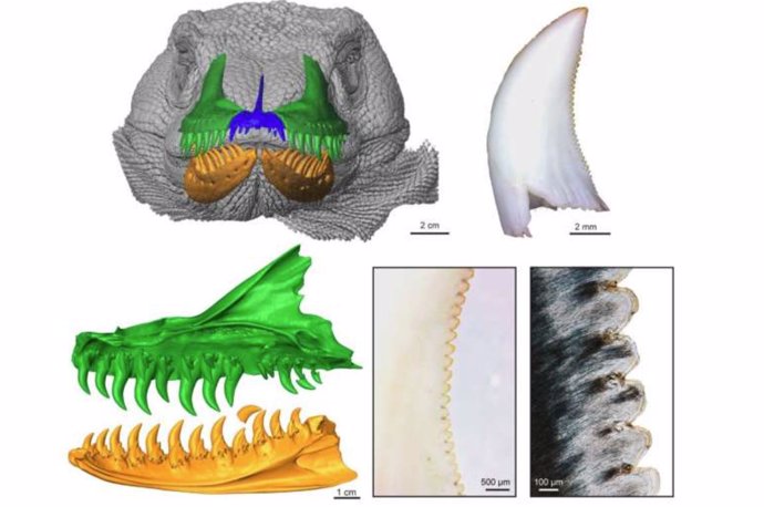 Los dientes caídos, la histología y la tomografía computarizada con rayos X revelan un desarrollo dental excepcionalmente rápido en el lagarto vivo más grande.