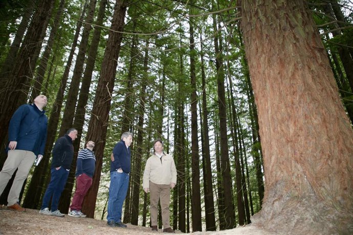 El Gobierno estudiará ampliar la senda peatonal del bosque de las secuoyas de Cabezón para frenar su deterioro