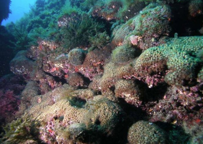 La especie de coral Cladocora caespitosa.