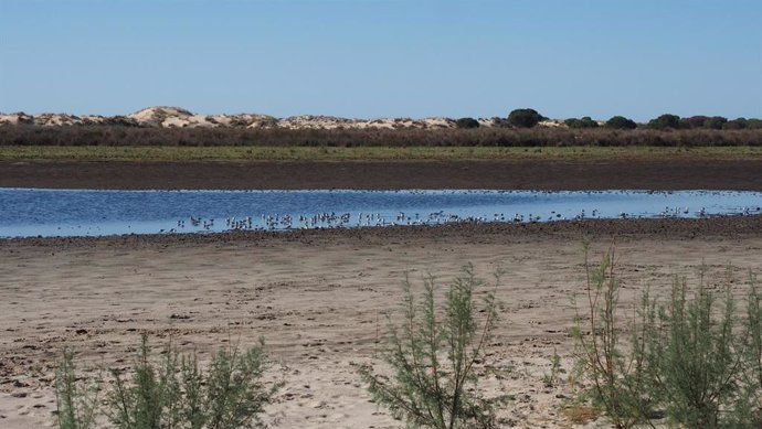 Aves descansando en la laguna de Santa Olalla de Doñana.