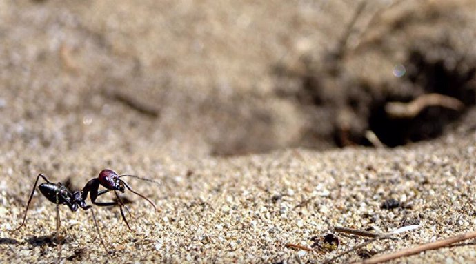 La hormiga del desierto Cataglyphis nodus en la entrada de su nido: un agujero discreto en el suelo que no se puede ver desde la perspectiva de la hormiga