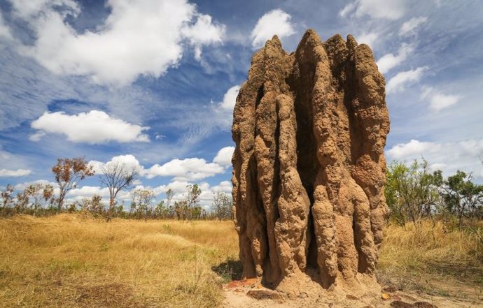 Los porosos montículos de termitas tipo catedral, que los insectos ajustan constantemente para regular sus nidos subterráneos, pueden elevarse hasta 23 pies y permanecer en pie hasta 80 años.
