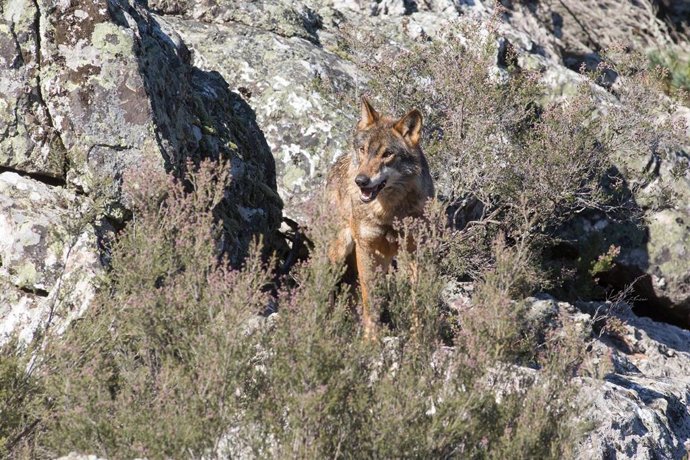 Archivo - Un lobo ibérico del Centro del Lobo Ibérico en localidad de Robledo de Sanabria, en plena Sierra de la Culebra (lugar de mayor concentración de este cánido en el Sur de Europa). 