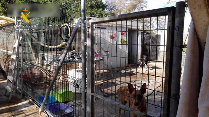 Algunos de los animales encontrados en el refugio con signos de desnutrición y en malas condiciones higiénico-sanitarias