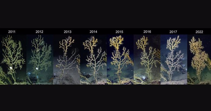 Los corales de aguas profundas en el Golfo de México quedaron cubiertos de un lodo marrón después del derrame del pozo Deepwater Horizon en 2010. Su salud ha sido seguida durante 13 años y muchos corales afectados todavía luchan por recuperarse